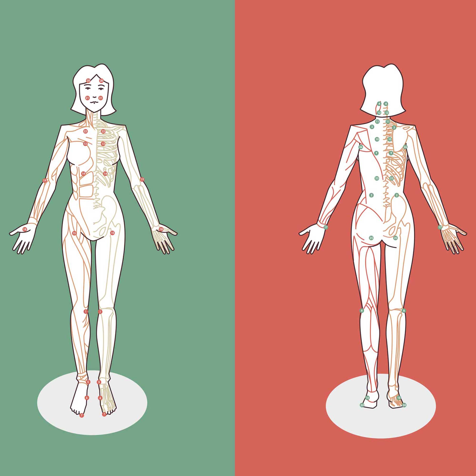 ClaudiaWallisser_Illustrationen_Anatomie (1)